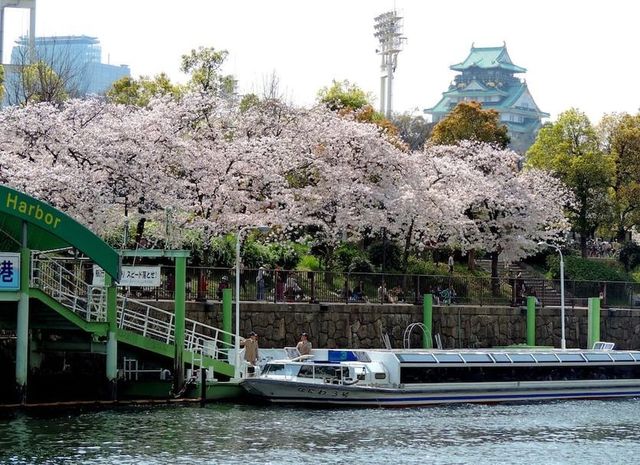 호텔 뉴 오타니 오사카 주변에서 쉽게 벚꽃을 구경할 수 있다. / 이미지 출처: 호텔 뉴 오타니 오사카