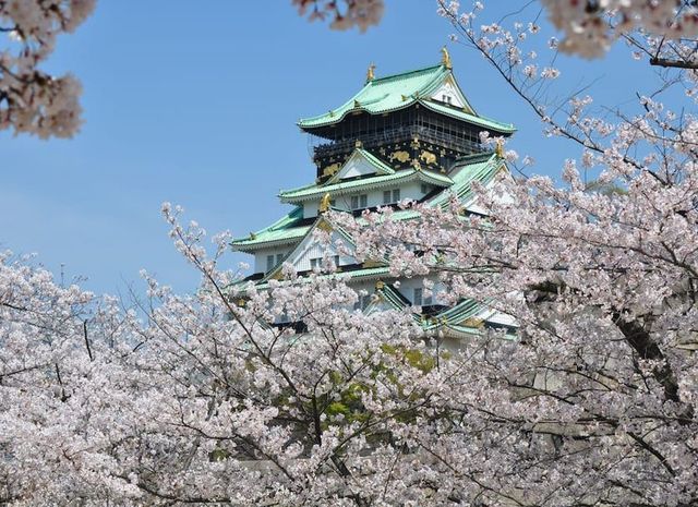 오사카성에 핀 벚꽃. 호텔 뉴 오타니 오사카에서 오사카성은 벚꽃 명소로 유명하다. / 이미지 출처: 호텔 뉴 오타니 오사카