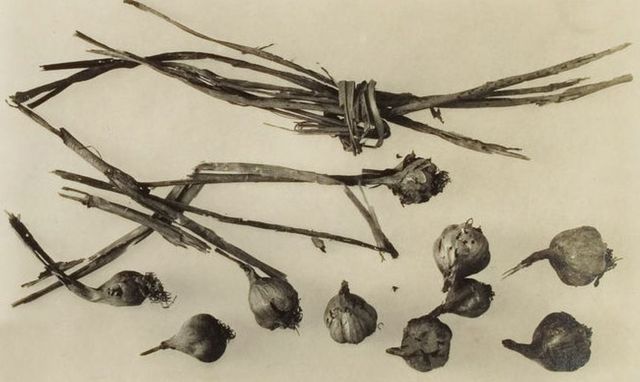 이집트 투탕카멘 왕의 무덤에서 발견된 마늘 뭉치 / 출처: 위키피디아