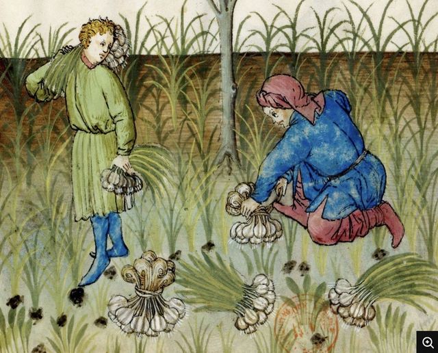 15세기 유럽의 건강지침서 'Tacuinum Sanitatis'에 등장하는 마늘 수확 장면 / 출처: 위키피디아