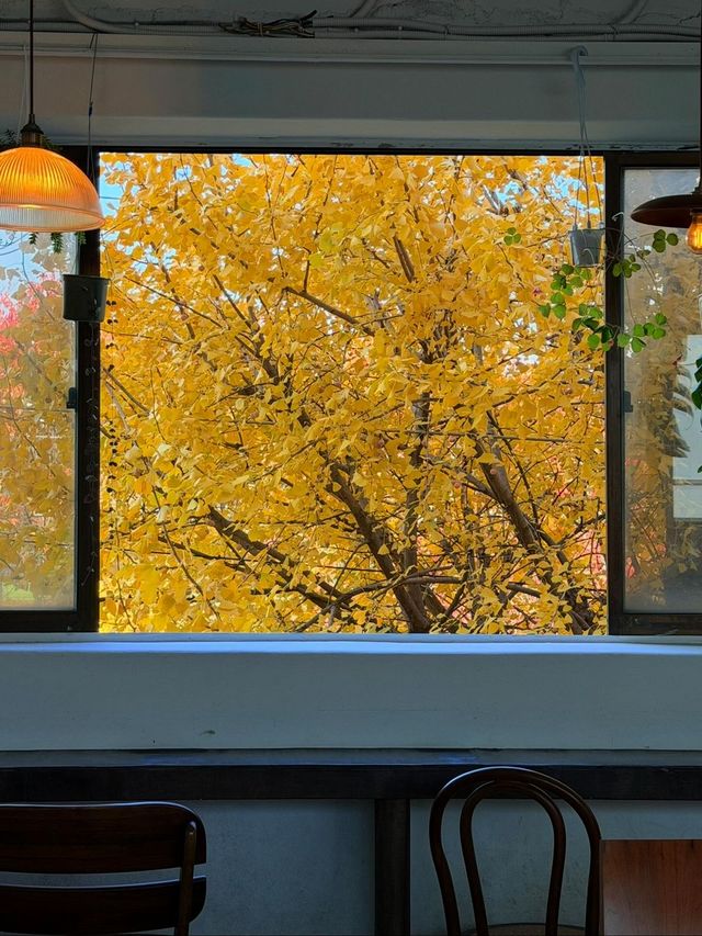 가을에는 은행과 단풍이 창틀을 액자 삼아 펼쳐진다. / 출처: 301h 인스타그램