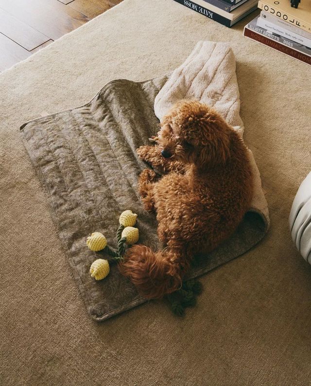 자라에서 선보인 펫 블랭킷 / 이미지 출처: ZARA HOME