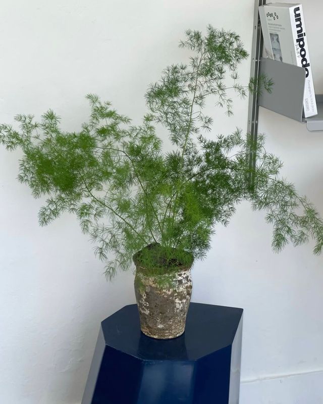 가시처럼 뻗은 잎은 예상과 달리 부드럽다. / 출처: 두왑플랜트 인스타그램(@doowop_plant)