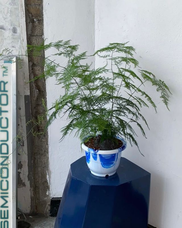 겨울철에는 분무기로 잎에 물을 분사하면 습도를 유지할 수 있다. / 출처: 두왑플랜트 인스타그램(@doowop_plant)