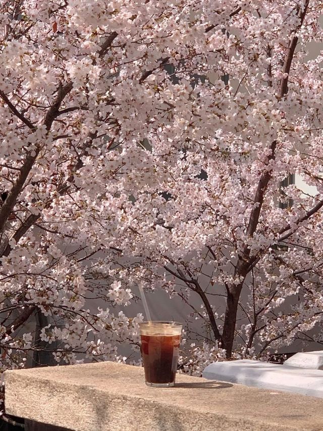 벚꽃 시즌에 포토 존 좌석을 잡으려면 오픈 런 필수. 이미지 출처 : 인스타그램 @saddles_coffee 