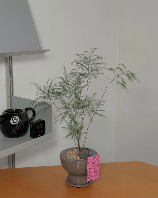 비단처럼 흐르는 수형이 공간을 한층 유연하게 만든다. / 출처: 두왑플랜트 인스타그램(@doowop_plant)