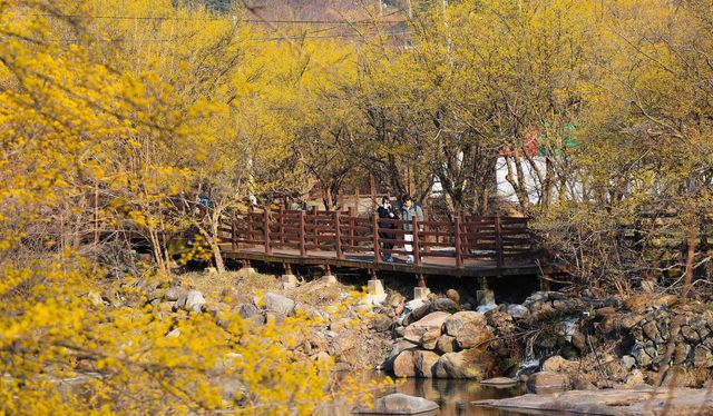 3월이면 산수유꽃의 황금빛으로 지리산이 물든다. / 출처: 구례 산수유꽃 축제 공식 홈페이지