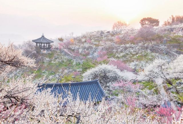기와집과 정자를 둘러싼 매화군락이 마치 조선시대에 와 있는 듯한 느낌을 준다. / 출처: 관양관광(@gwangyang_tour)