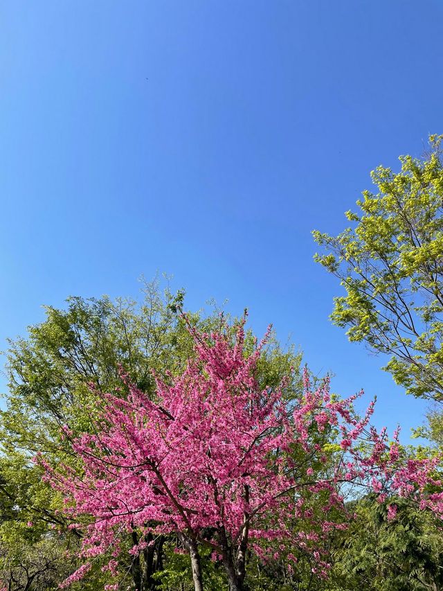 벚꽃 시기를 놓쳤어도 아름다운 조경이 인상적이었던 4월의 경주 CC / 이미지 출처: 필자 촬영