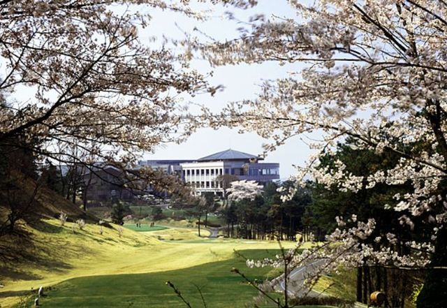 벚꽃 나무 아래에서 티샷이 가능한 리베라CC / 이미지 출처: 리베라CC 홈페이지