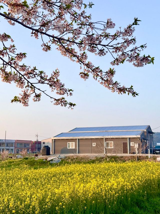 만개한 봄꽃 / 이미지 출처: 필자 촬영