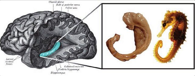 Drawing by Henry Vandyke Carter from Henry Gray’s book , Anatomy of the Human Body