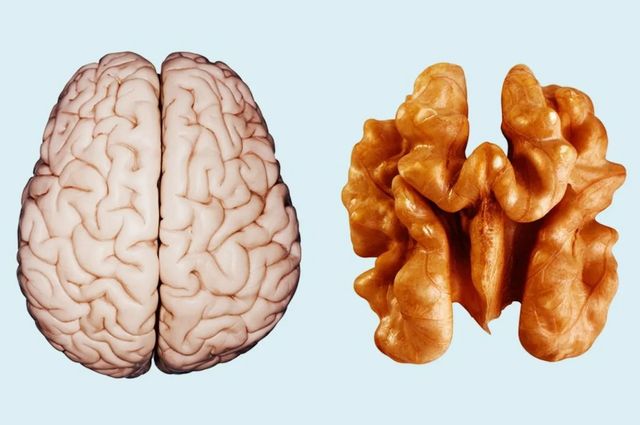 뇌와 호두 Brain and Walnut , Getty Images