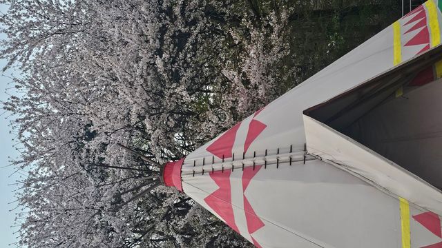 아차산은 아직 잘 알려지지 않은 벚꽃 명소이기도 하다. 꼭 숙박을 하지 않더라도 이곳에서 벚꽃 구경을 할 수 있다. / 이미지 출처: 필자 촬영