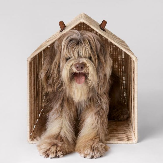  에디 슬리먼의 반려견 ELVIS