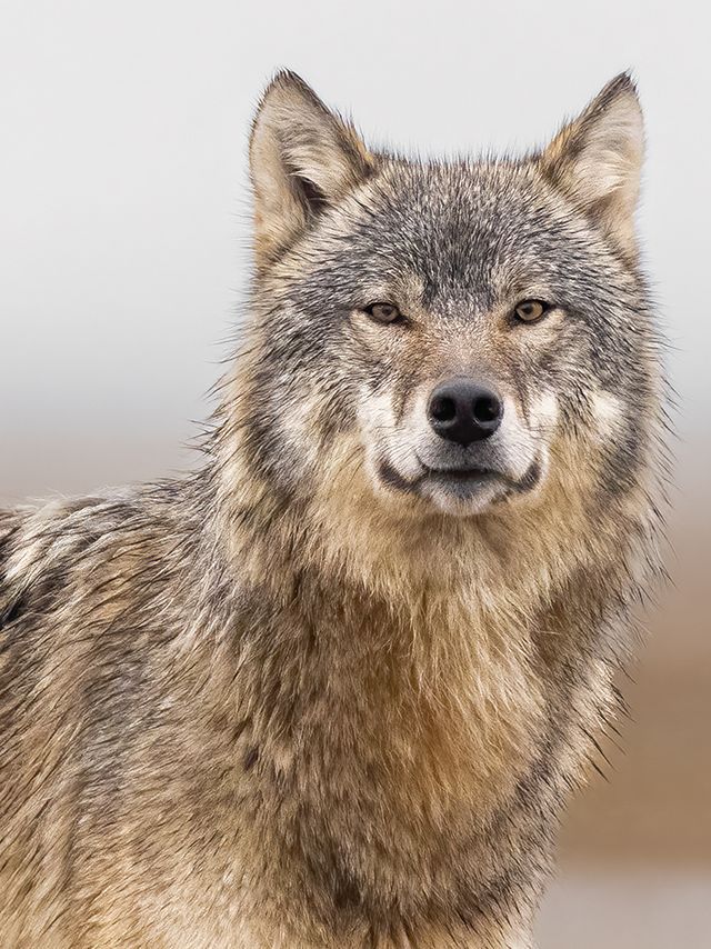 2021년 처음 만났던 코요테. ‘림피’라는 이름을 붙여줬다. ‘Eye Contact’.