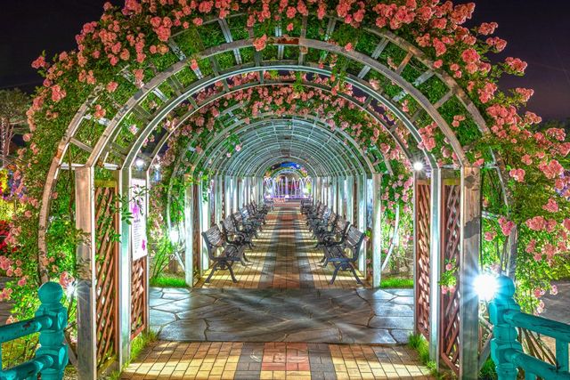 곡성 세계장미축제 자료 사진 