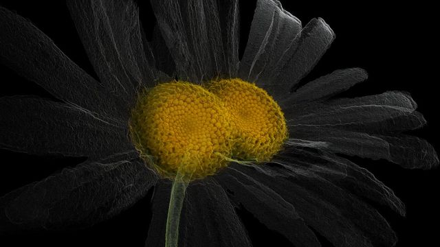 로랑 그라소(Laurent Grasso), 〈인공 ARTIFICIAL〉 단채널 영상, 컬러, 사운드, 27분 33초, Single-channel video, color, sound, 27min 33sec 2020 ⓒ Laurent Grasso / courtesy Perrotin (제공: 성곡미술관)