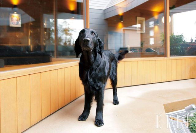 중정을 거니는 플랫 코티드 리트리버 ‘브란’. 올해 일곱 살인 수컷으로, 스코틀랜드 전설 속의 거인 전사 핑갈(Fingal)이 기르던 개의 이름에서 따왔다.