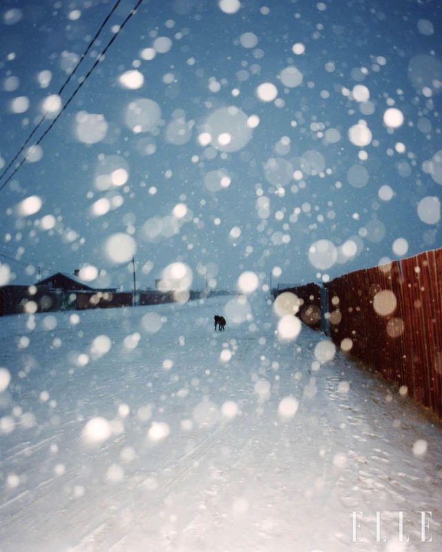 마을에 심한 눈보라가 치던 날, 길을 헤매는 들개.