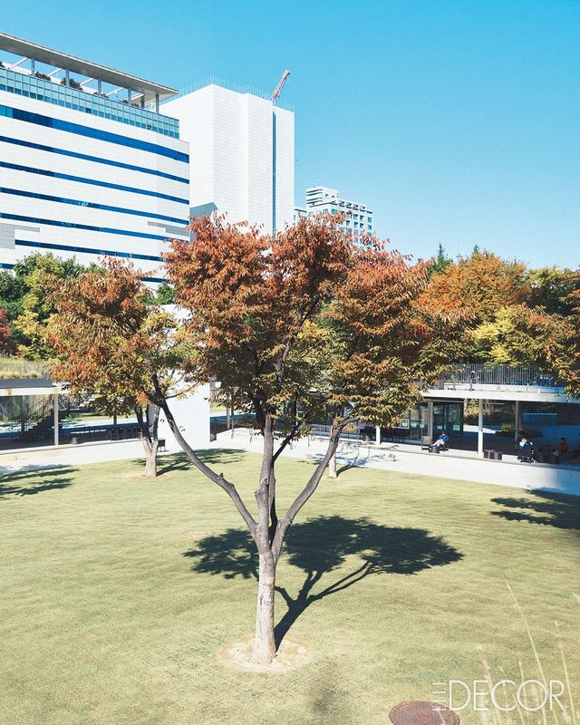 회랑 조성 과정 중 걸리는 나무들은 중정으로 옮겨 심었다.