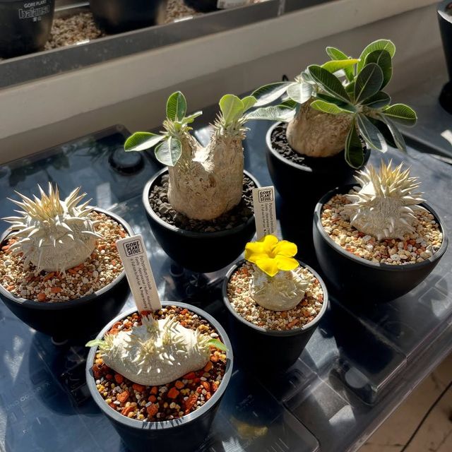 고어플랜트서울 