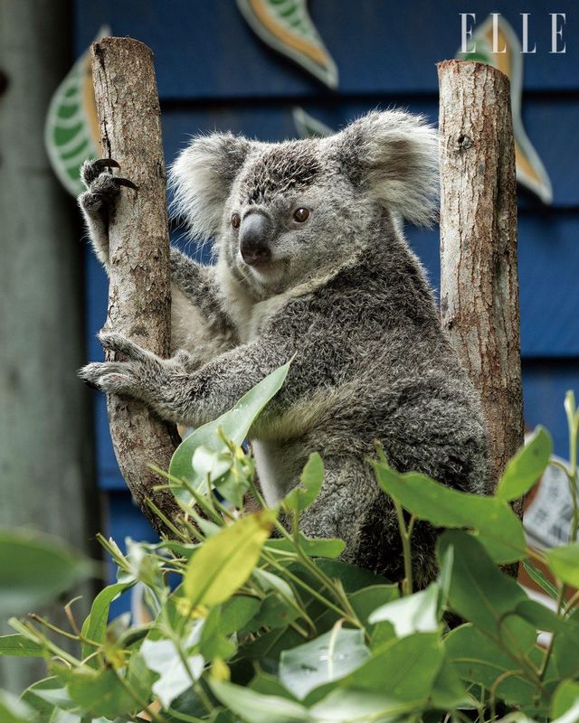 코알라, 캥거루, 빌비 등 호주를 대표하는 야생동물이 한데 모인 호주 최대 규모의 테마파크 ‘드림월드’. 