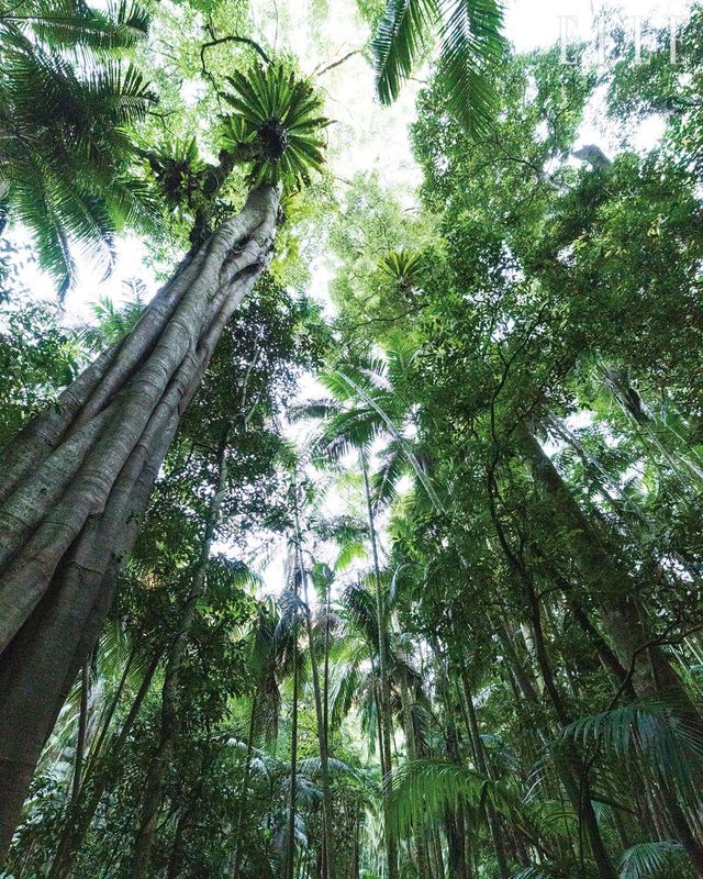 원시의 공기를 간직한 듯 울창한 열대우림이 펼쳐지는 ‘탬버린 마운틴 국립공원’.