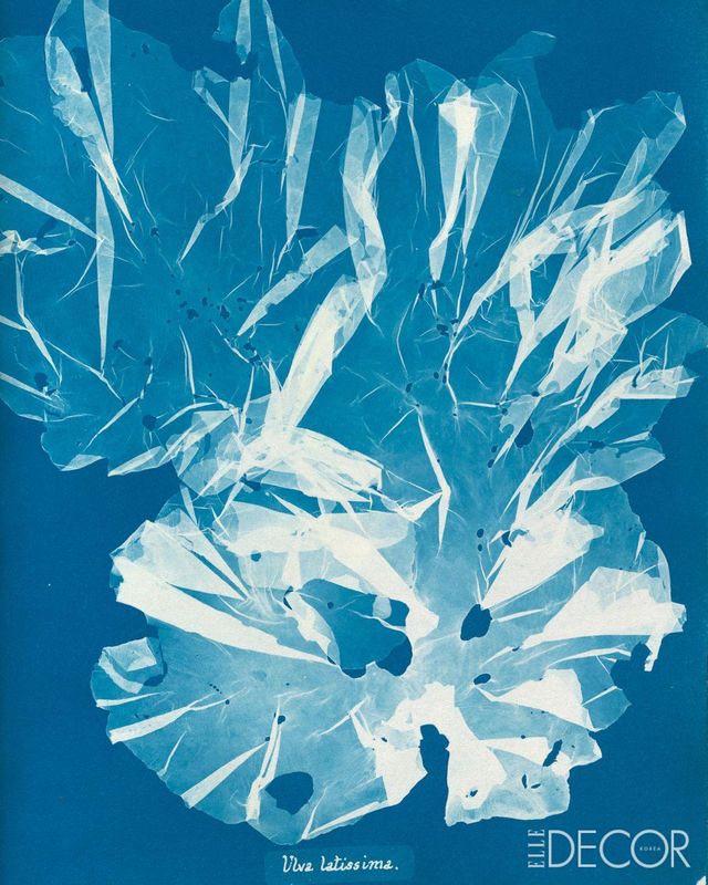 ‘Ulva Latissima’(1853~1909).