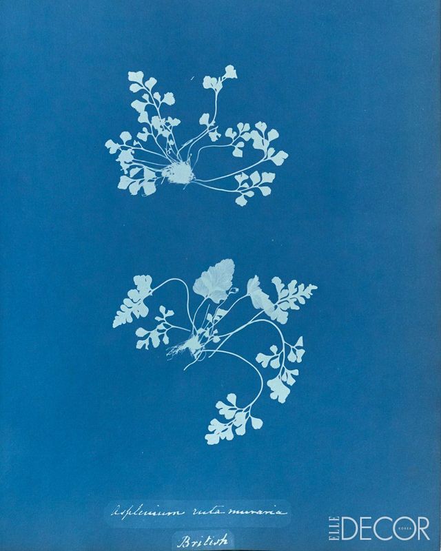 ‘Asplenium Ruta Muraria’(1853).