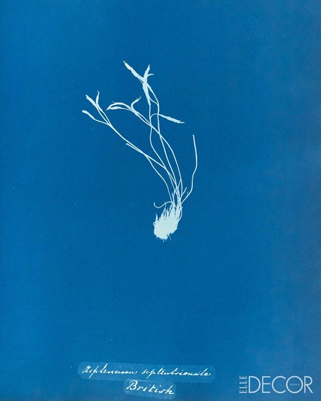 ‘Asplenium Septentrionale’(1853).