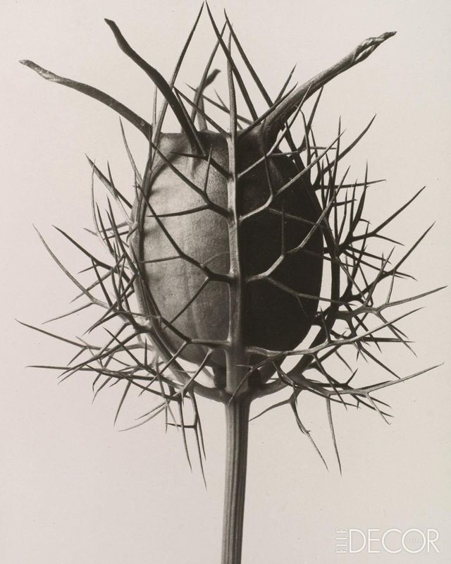 ‘Nigella Damascena Spinnenkopf’(1932).