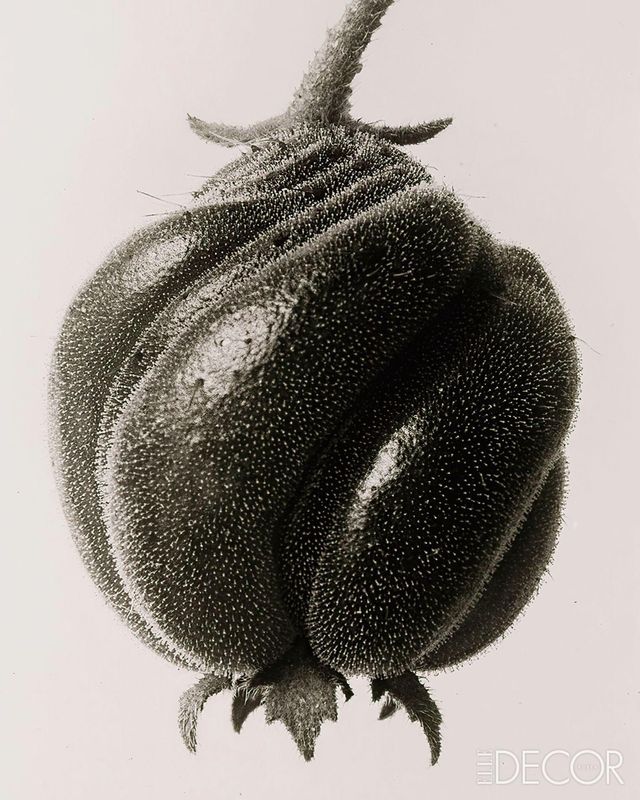 ‘Blumenbachia Hieronymi(Loasaceae)’(1915~1925).