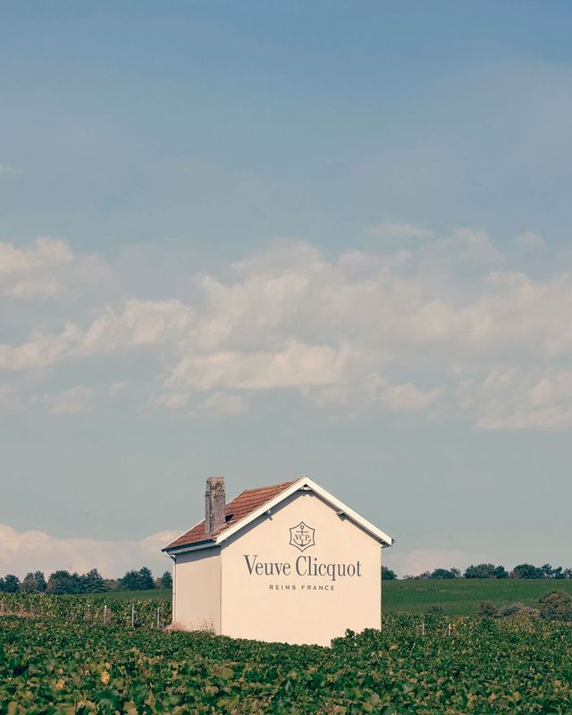 프랑스 랭스의 베르지에 있는 뵈브 클리코의 포도밭. 