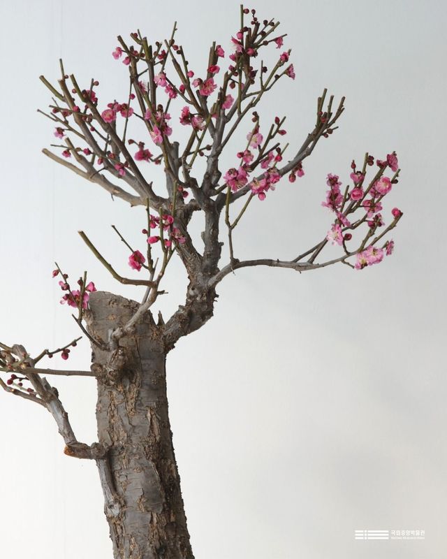 '입춘매향' 전시 
