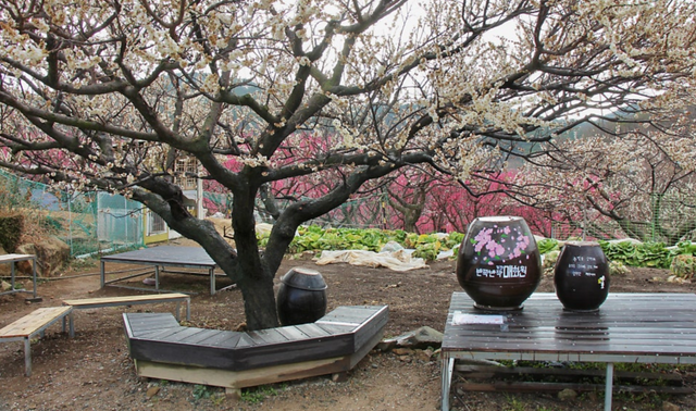 기장 매화원