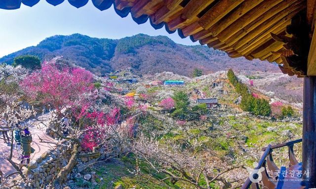 광양 매화마을