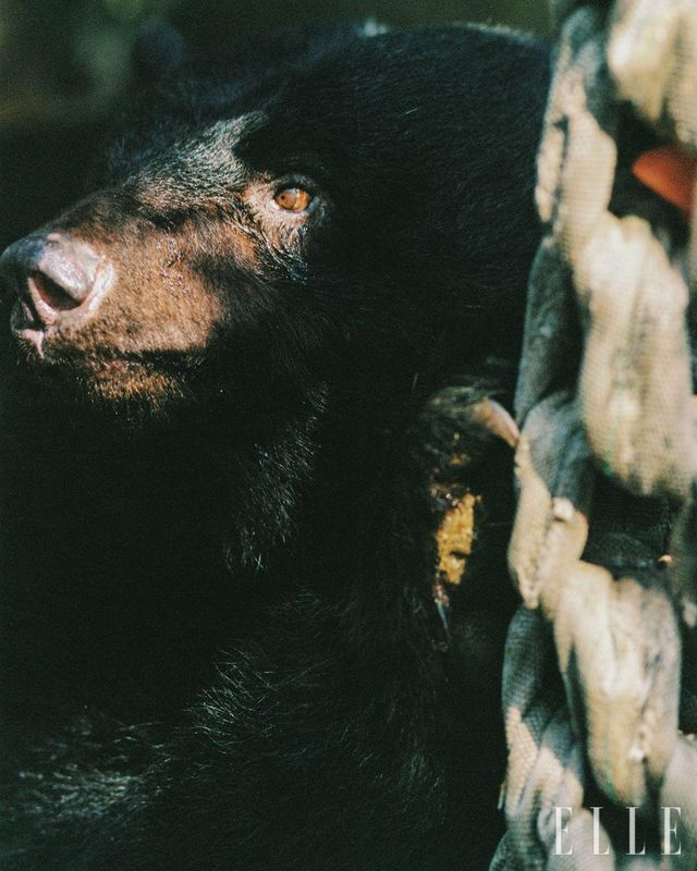 행동 풍부화 활동 중 저 먼 곳을 응시하는 라미. 