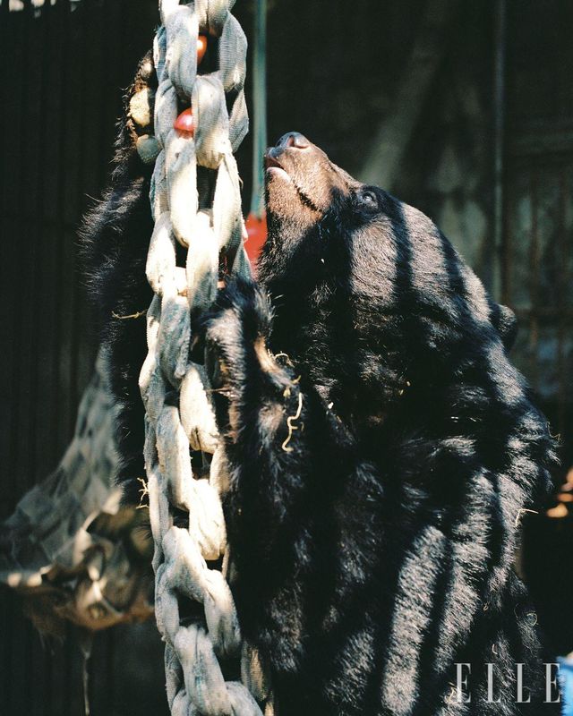 매듭에 꽂힌 파프리카를 앞발로 꺼내기 위해 열심히 애쓰는 라미