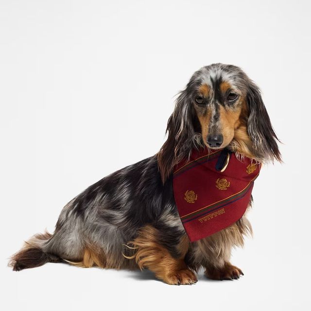 LOUIS VUITTON 도그 반다나 PM 49만원. 