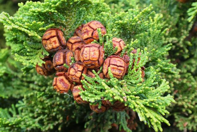 사진 출처/ pixabay의 Elsemargriet