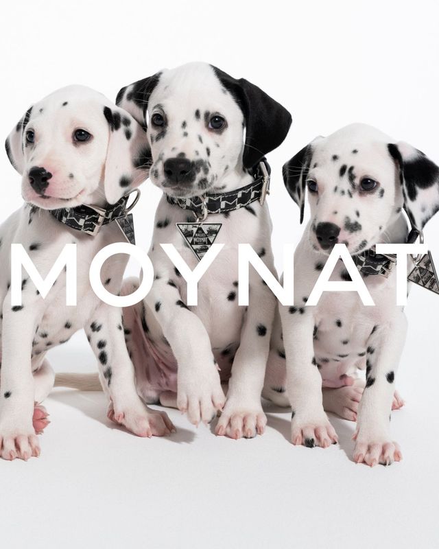 사진/ 모이나 제공