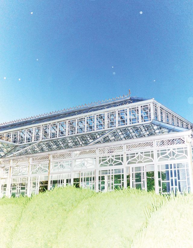 창경궁 대온실의 각양각색 자생식물은 한밤에 보면 더욱 아름답고 기묘하다.