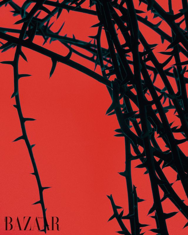 아데니아 글로보사의 줄기를 가까이에서 들여다 본 모습.