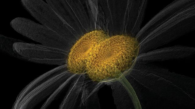 Laurent Grasso, 〈Artificialis〉, 2020, HR film, 27 min 33 sec, © Laurent Grasso / ADAGP, Paris, 2025. Courtesy of Perrotin.