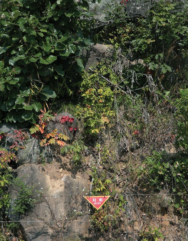 〈Mine-DMZ IV〉, 2015/2013. 촬영 중에는 무장한 군인들의 제지로 작업 외의 기념 사진 한 장 남기지 못한 작가는 전시에서 한 번도 보여준 적 없는 미공개 컷을 보내왔다. 꽃과 풀은 인간이 그어 놓은 경계와 무관히 씩씩하게도 자란다.
