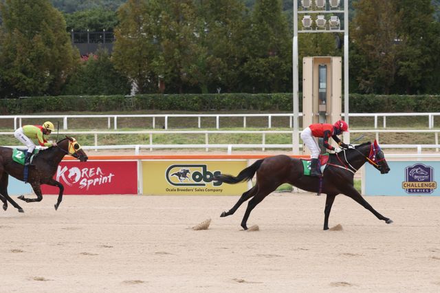 원펀치드래곤(오른쪽).