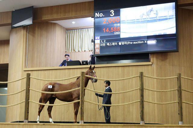 한국마사회가 올해 제주 첫 1세마 경매에 ‘한국형 셀렉트 경매’ 방식을 최초 도입한다. 사진은 지난해 경매 모습.