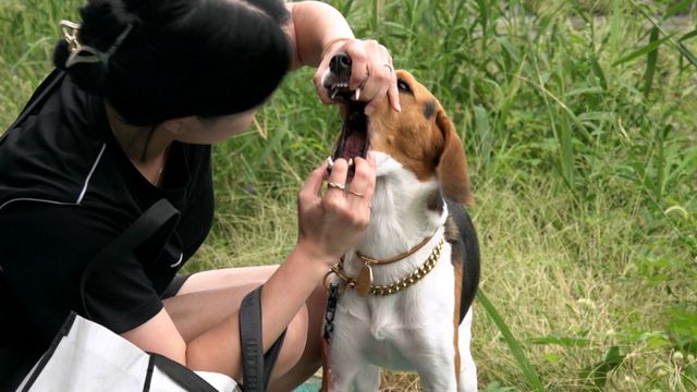 사진 제공 : KBS 2TV 〈개는 훌륭하다〉