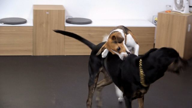 사진 제공 : KBS 2TV 〈개는 훌륭하다〉